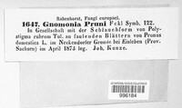 Gnomonia pruni image
